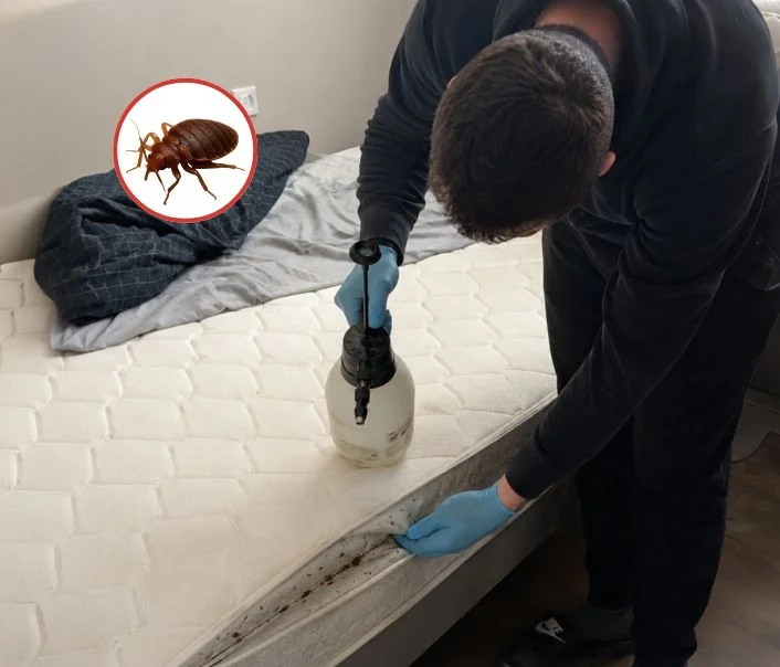Technicien traitant un matelas contre les punaises de lit à Chavenay